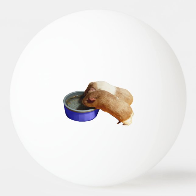 zwei braune und weiße Guinea, Tischtennisball (Vorderseite)