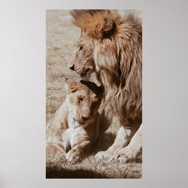 ZWEI BROWLLIG AUF GRÜNEM FELD POSTER (Vorne)
