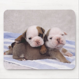 Zwei Bulldoggenwelpen auf Tuch Mousepad