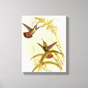Zwei bunte Kolibris, die die gleiche Blume Leinwanddruck