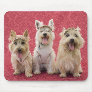 Zwei Cairin Terrier und ein Westie Mousepad
