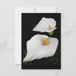 Zwei Calla Lilies #9