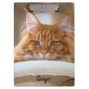 Zwei Cat-Fotos Klemmbrett