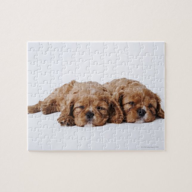Zwei Cavalier King Charles Spaniel Welpen (Horizontal)