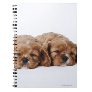Zwei Cavalier King Charles Spaniel Welpen Notizblock