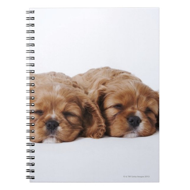Zwei Cavalier King Charles Spaniel Welpen Notizblock (Vorderseite)