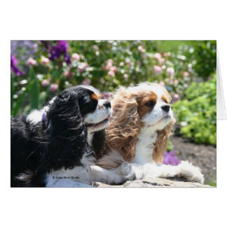Zwei Cavaliers besuchen eine Gartenkarte im Sommer
