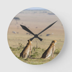 Zwei Cheetahs auf dem Ausblick Runde Wanduhr