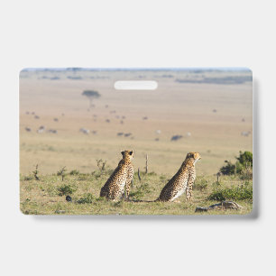 Zwei Cheetahs im Blick Ausweis