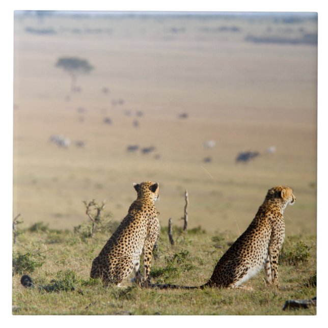 Zwei Cheetahs im Blick Fliese (Vorderseite)