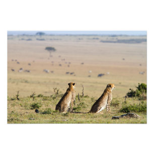 Zwei Cheetahs im Blick Fotodruck