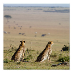 Zwei Cheetahs im Blick Poster
