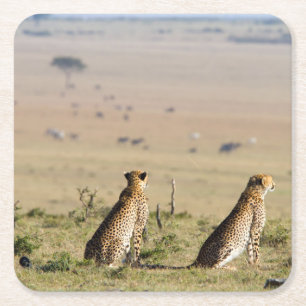 Zwei Cheetahs im Blick Rechteckiger Pappuntersetzer
