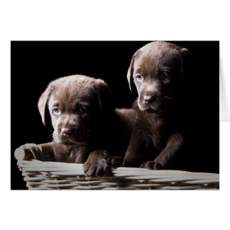 Zwei Chocolate Labrador Welpen