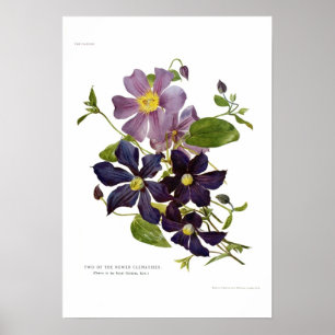 Zwei Clematis Poster