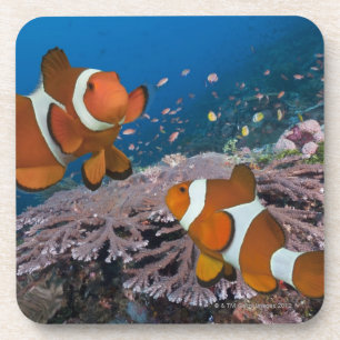 Zwei Clownfish Untersetzer
