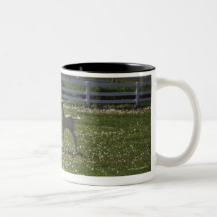 Zwei Colte auf dem Gebiet Zweifarbige Tasse