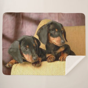 ZWEI DACHSUNDS SHERPADECKE