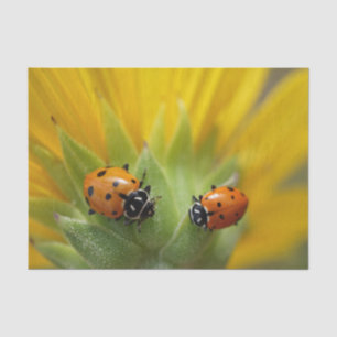 Zwei Dame Bugs auf einem Sonnenblume-Seidenpapier Seidenpapier