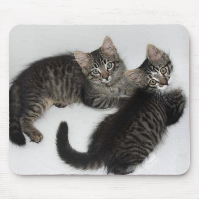 Zwei Darling Kittens Maus Pad Mousepad (Vorne)