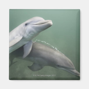 Zwei Delphine unter Wasser Magnet