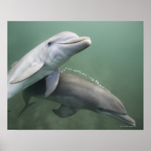 Zwei Delphine unter Wasser Poster