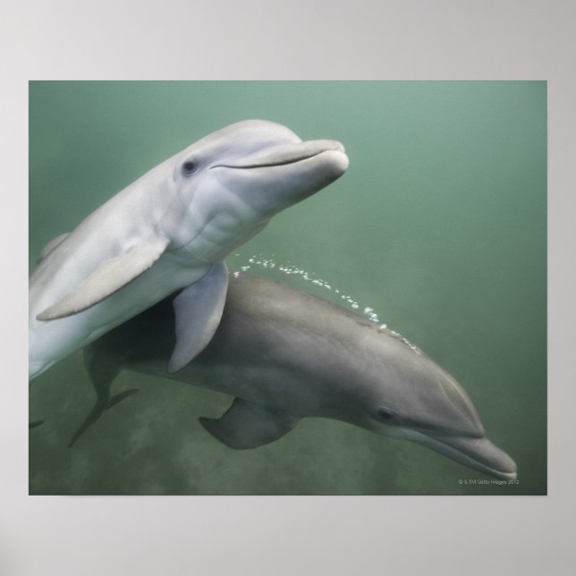 Zwei Delphine unter Wasser Poster (Vorne)