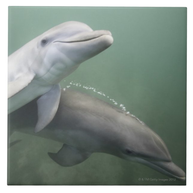 Zwei Delphine Unterwasser Fliese (Vorderseite)