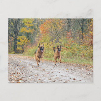 ZWEI Deutsche Schäferhirten im Herbst Postkarte