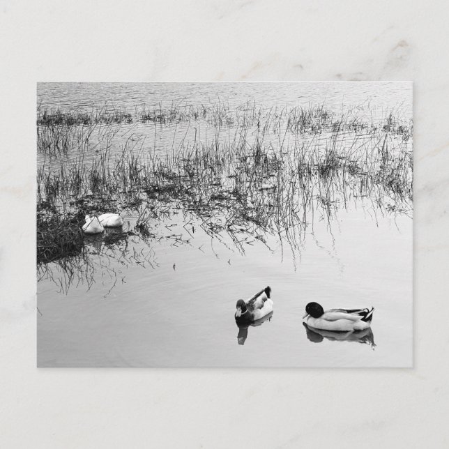 Zwei Duckpaare in Schwarz und Weiß Postkarte (Vorderseite)