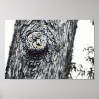 Zwei Eichhörnchen pinkeln aus dem Foto Wildlife