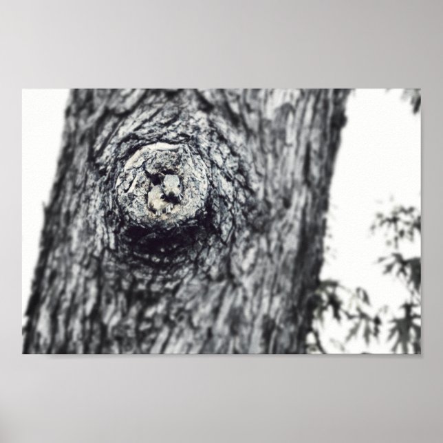 Zwei Eichhörnchen pinkeln aus dem Foto Wildlife Poster (Vorne)
