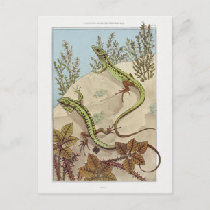 Zwei Eidechsen Vintage-Fauna-Illustration Postkarte