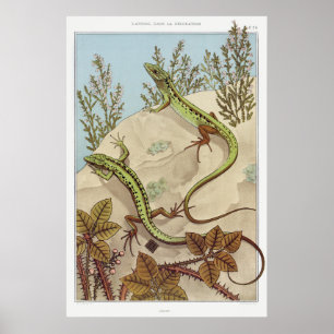 Zwei Eidechsen Vintage Illustrationskunst Poster