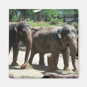 Zwei Elefanten Magnet