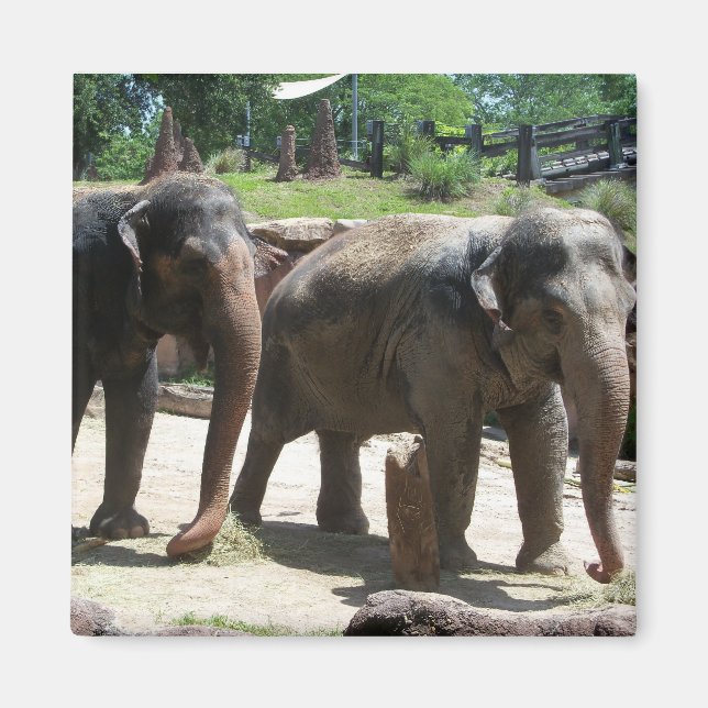 Zwei Elefanten Magnet (Vorne)