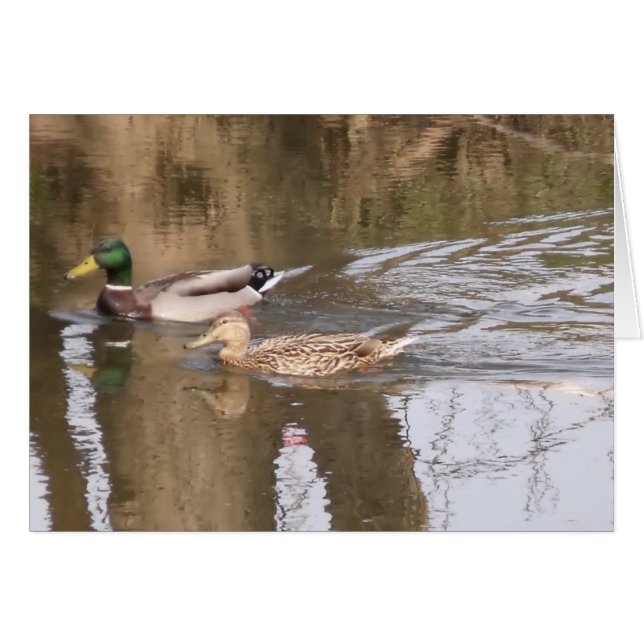 Zwei Enten auf einem Fluss (Vorderseite (Horizontal))