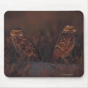 Zwei Eulen auf Sand Mousepad