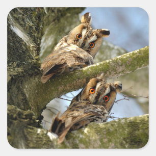 Zwei Eulen im Wald, Vögel, Wildtiere Quadratisch S Quadratischer Aufkleber