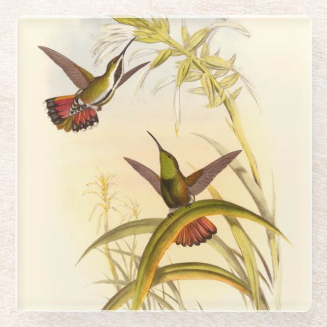 Zwei farbenfrohe Hummingbirds streben nach derselb Glasuntersetzer (Vorderseite)