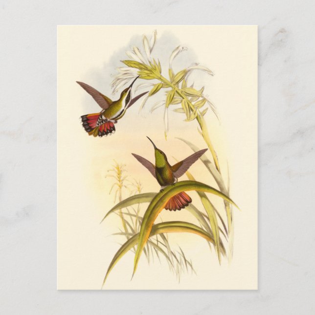 Zwei farbenfrohe Hummingbirds streben nach derselb Postkarte (Vorderseite)