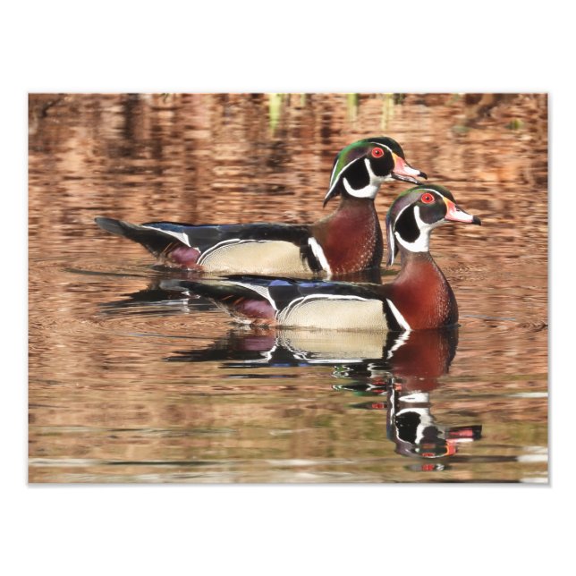 zwei farbenfrohe männliche Holzenten, die auf eine Fotodruck (Vorne)