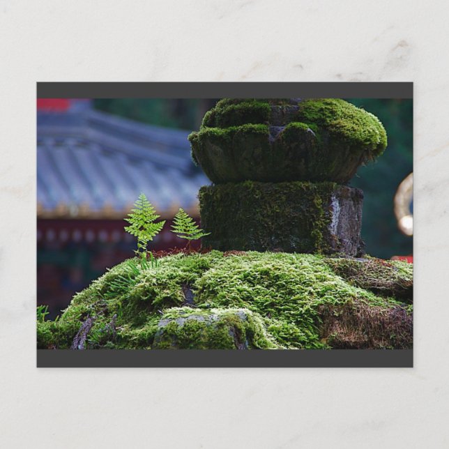 Zwei Fern Postkarte (Vorderseite)