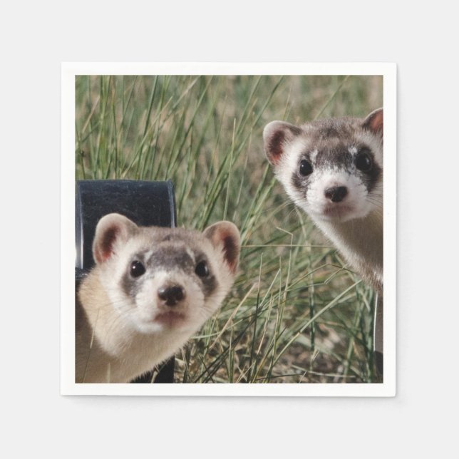 Zwei Ferrets Serviette (Vorderseite)