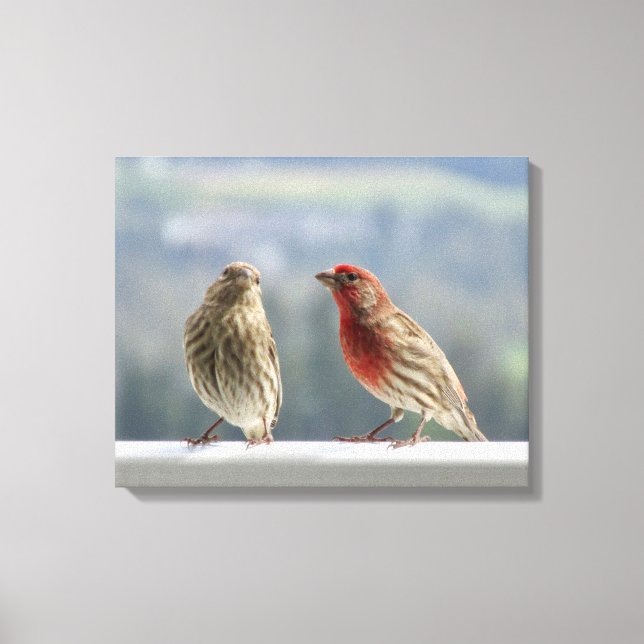 Zwei Finches flirten. Leinwanddruck (Vorderseite)