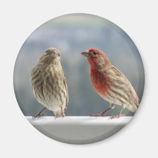 Zwei Finches flirten. Magnet (Vorne)