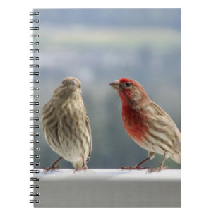 Zwei Finches flirten. Notizblock