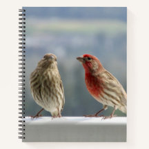 Zwei Finches flirten.