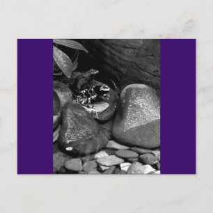 Zwei Frösche auf einem Felsen B+W Postkarte