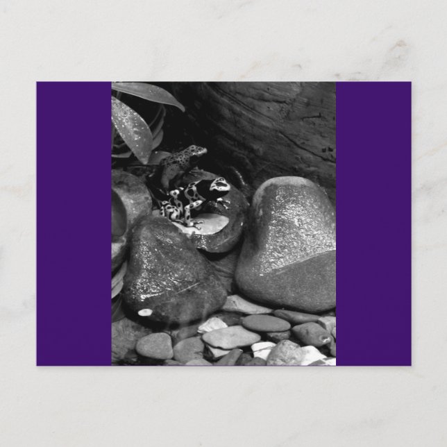 Zwei Frösche auf einem Felsen B+W Postkarte (Vorderseite)